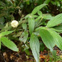 Hedyotis thwaitesii Hook.f.